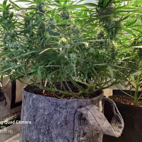 straberry cough growlog timeline photo
