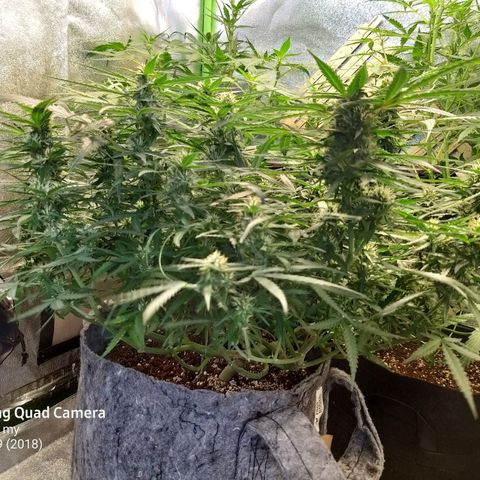 straberry cough growlog timeline photo
