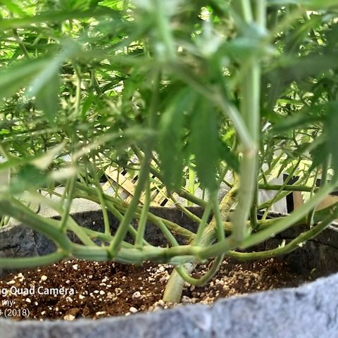 straberry cough growlog timeline photo