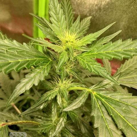 heavan's bluedream growlog timeline photo