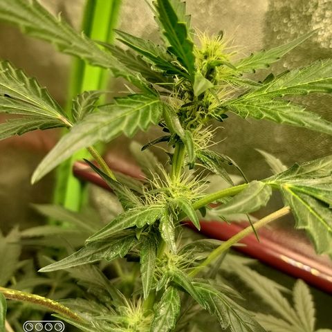 heavan's bluedream growlog timeline photo