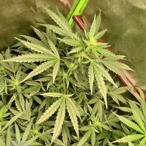 heavan's bluedream growlog timeline photo