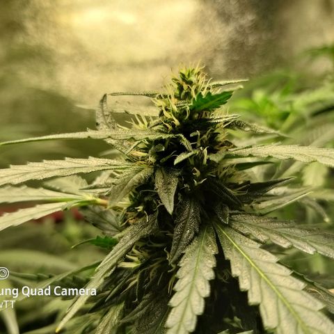 straberry cough growlog timeline photo