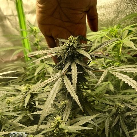 straberry cough growlog timeline photo