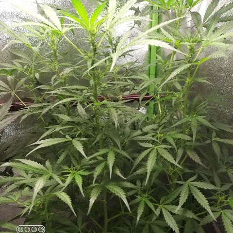 Heaven's BlueDream maggiesauto growlog timeline photo