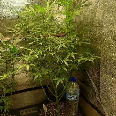 Heaven's BlueDream maggiesauto growlog timeline photo