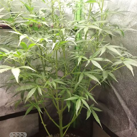 Heaven's BlueDream maggiesauto growlog timeline photo