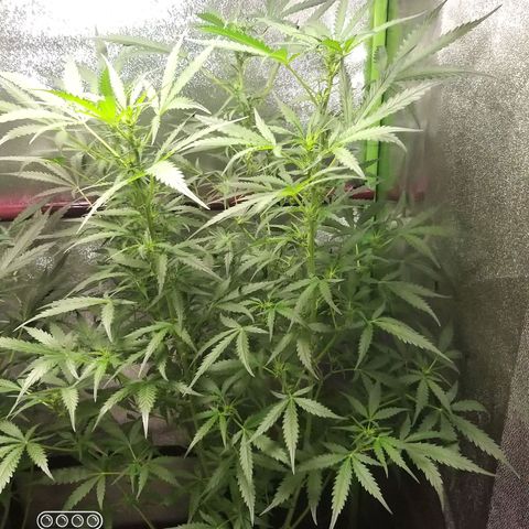 Heaven's BlueDream maggiesauto growlog timeline photo