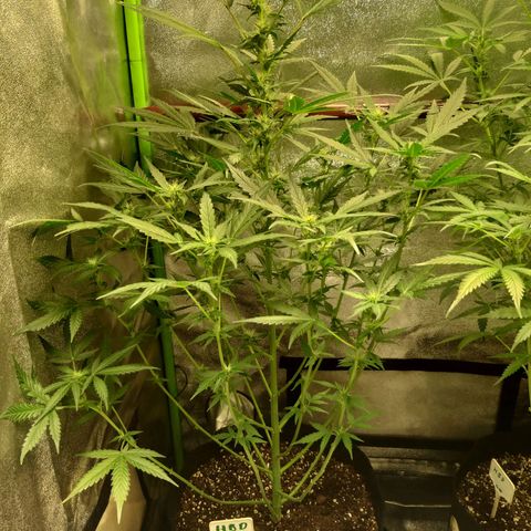 heavan's bluedream growlog timeline photo