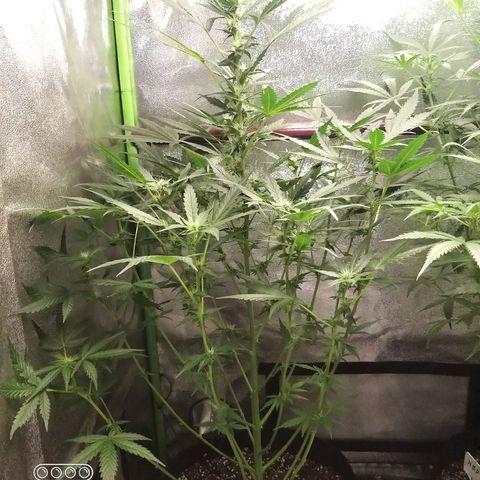 heavan's bluedream growlog timeline photo