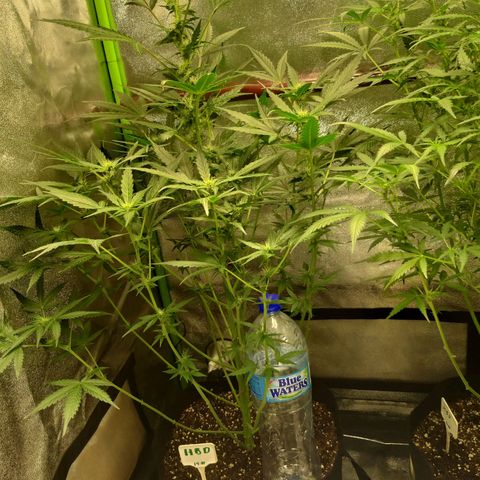 heavan's bluedream growlog timeline photo