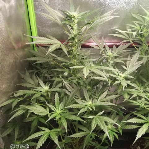 heavan's bluedream growlog timeline photo
