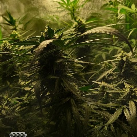 straberry cough growlog timeline photo