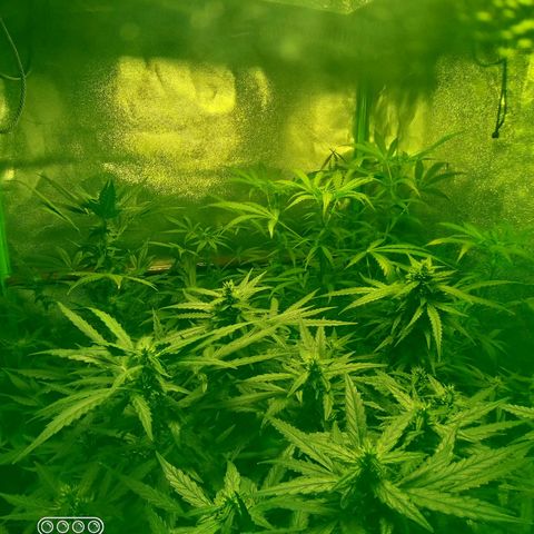 straberry cough growlog timeline photo