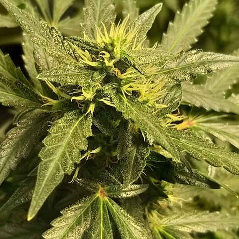 straberry cough growlog timeline photo