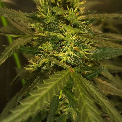 straberry cough growlog timeline photo