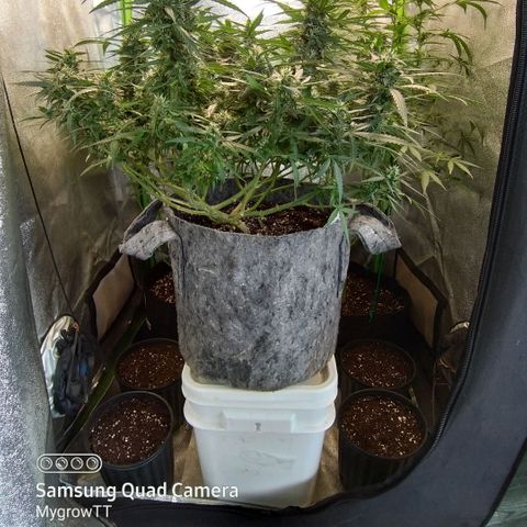 straberry cough growlog timeline photo