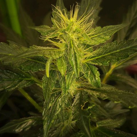 straberry cough growlog timeline photo
