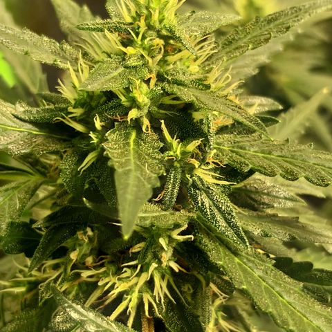 straberry cough growlog timeline photo