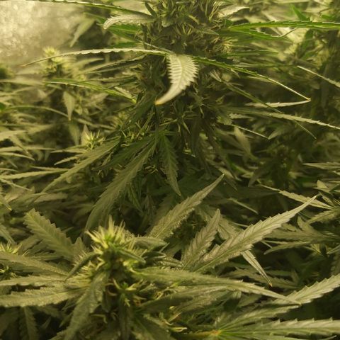straberry cough growlog timeline photo
