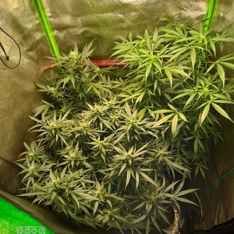 straberry cough growlog timeline photo