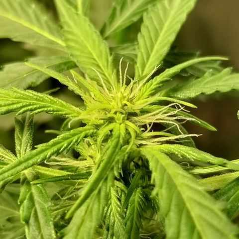 Heaven's BlueDream maggiesauto growlog timeline photo