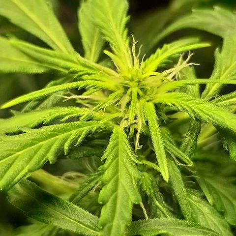 Heaven's BlueDream maggiesauto growlog timeline photo