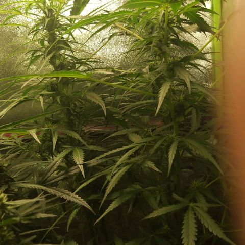 Heaven's BlueDream maggiesauto growlog timeline photo