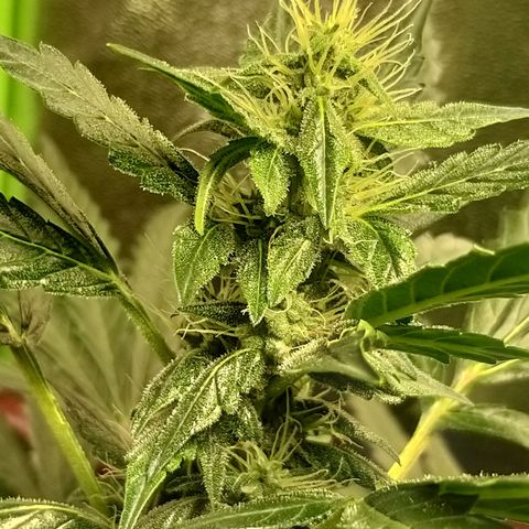 heavan's bluedream growlog timeline photo
