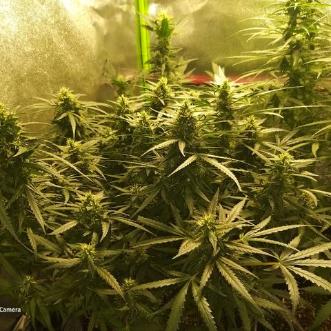 straberry cough growlog timeline photo