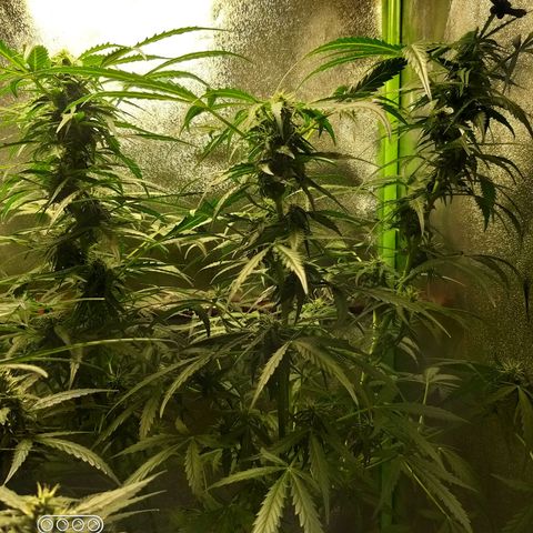 Heaven's BlueDream maggiesauto growlog timeline photo