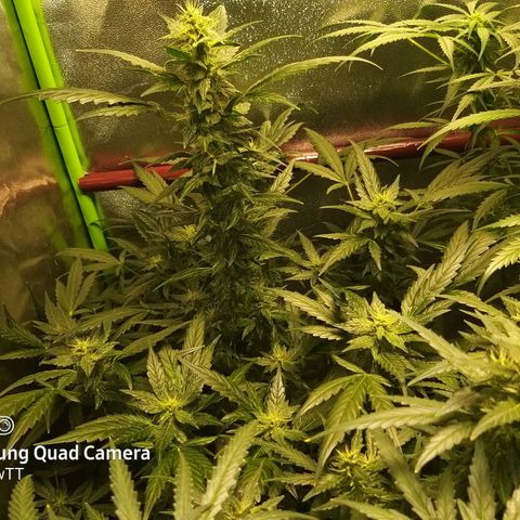 heavan's bluedream growlog timeline photo