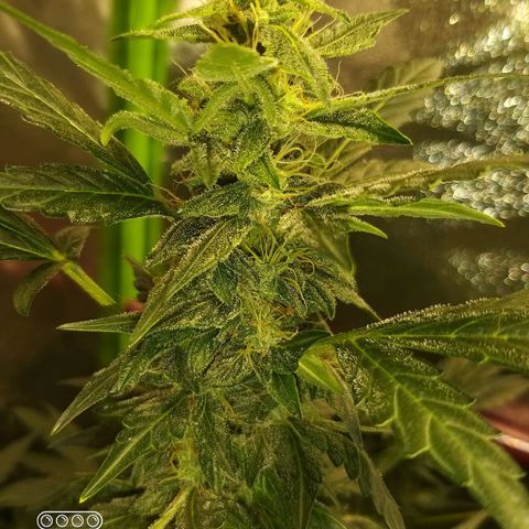 heavan's bluedream growlog timeline photo