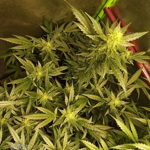 heavan's bluedream growlog timeline photo
