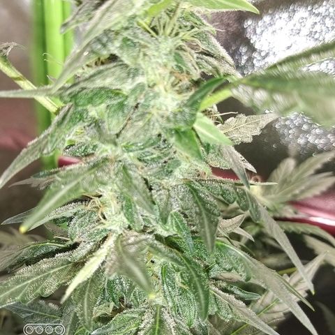 heavan's bluedream growlog timeline photo