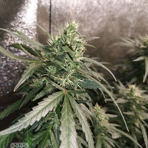 straberry cough growlog timeline photo