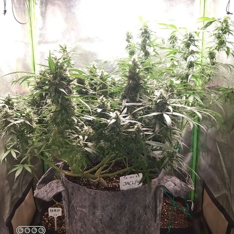 straberry cough growlog timeline photo