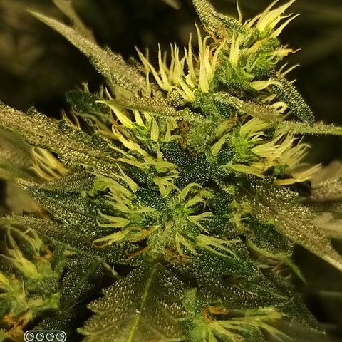 straberry cough growlog timeline photo