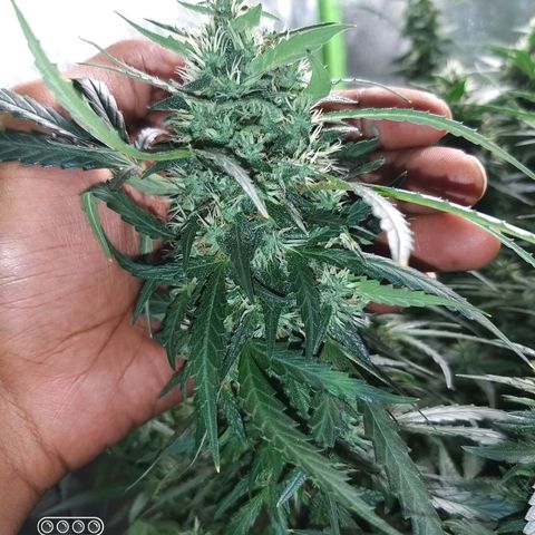 straberry cough growlog timeline photo