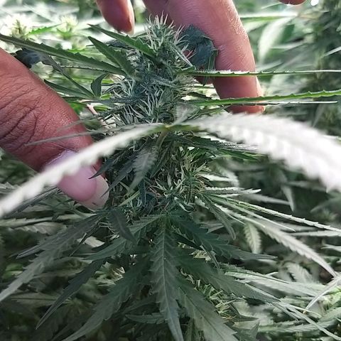 straberry cough growlog timeline photo