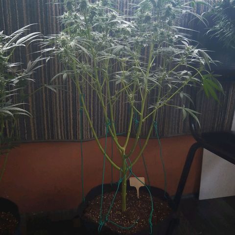 Heaven's BlueDream maggiesauto growlog timeline photo