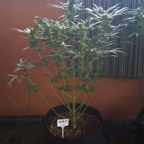 heavan's bluedream growlog timeline photo