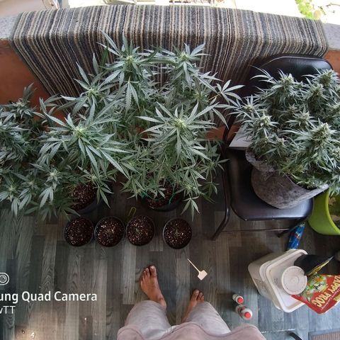 Heaven's BlueDream maggiesauto growlog timeline photo