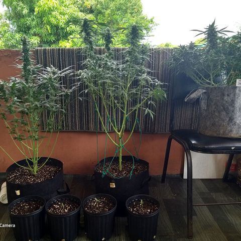 Heaven's BlueDream maggiesauto growlog timeline photo