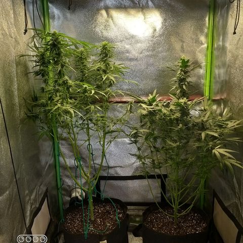 Heaven's BlueDream maggiesauto growlog timeline photo