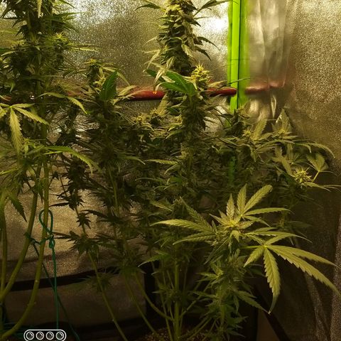 heavan's bluedream growlog timeline photo