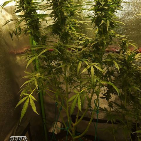 Heaven's BlueDream maggiesauto growlog timeline photo