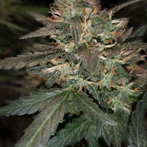 straberry cough growlog timeline photo