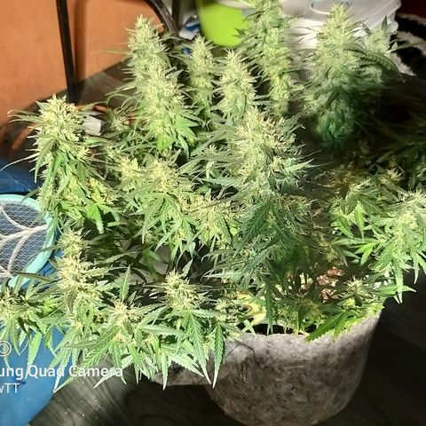 straberry cough growlog timeline photo