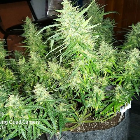 straberry cough growlog timeline photo